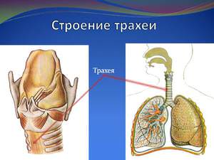 Строение трахеи Патологии трахеи