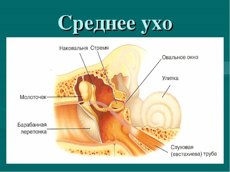 Строение среднего уха Анатомия средней части органа слуха