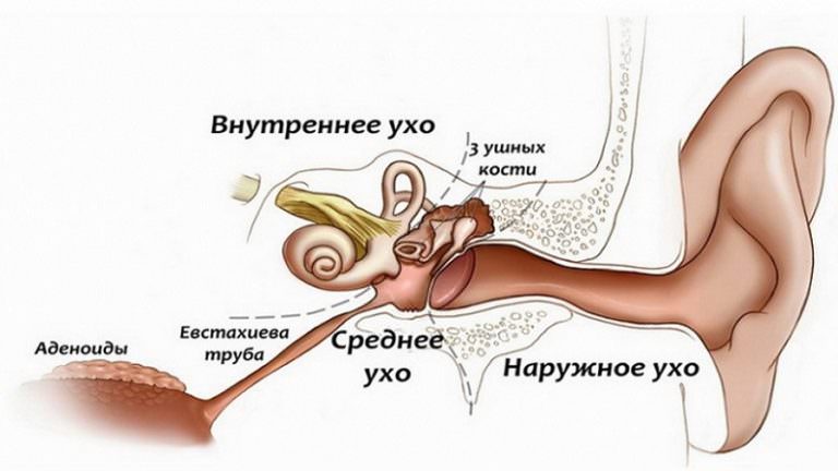 Строение и отделы уха Устройство уха
