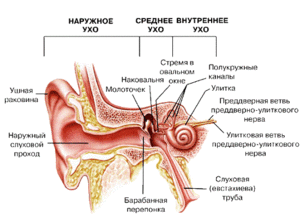 Строение уха и разные виды отита Строение уха человека - наглядная схема